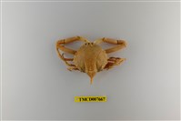 藏品(擬泡型長螯蟹)的圖片